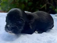 Ozzy, a male Yorkshire Terrier for sale in Palm Coast, FL – 7 of 10
