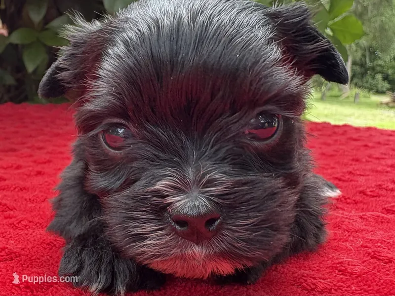 Ozzy – Yorkshire Terrier puppy for sale in Palm Coast, FL