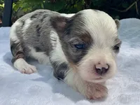 Jesse , a female Yorkshire Terrier for sale in Palm Coast, FL – 7 of 10