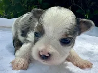 Jesse , a female Yorkshire Terrier for sale in Palm Coast, FL – 6 of 10