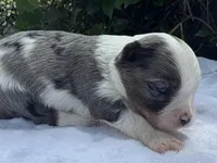 Jesse , a female Yorkshire Terrier for sale in Palm Coast, FL – 4 of 10