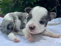Jesse , a female Yorkshire Terrier for sale in Palm Coast, FL – 3 of 10