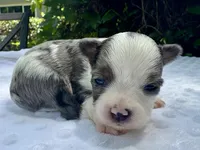 Jesse , a female Yorkshire Terrier for sale in Palm Coast, FL – 10 of 10