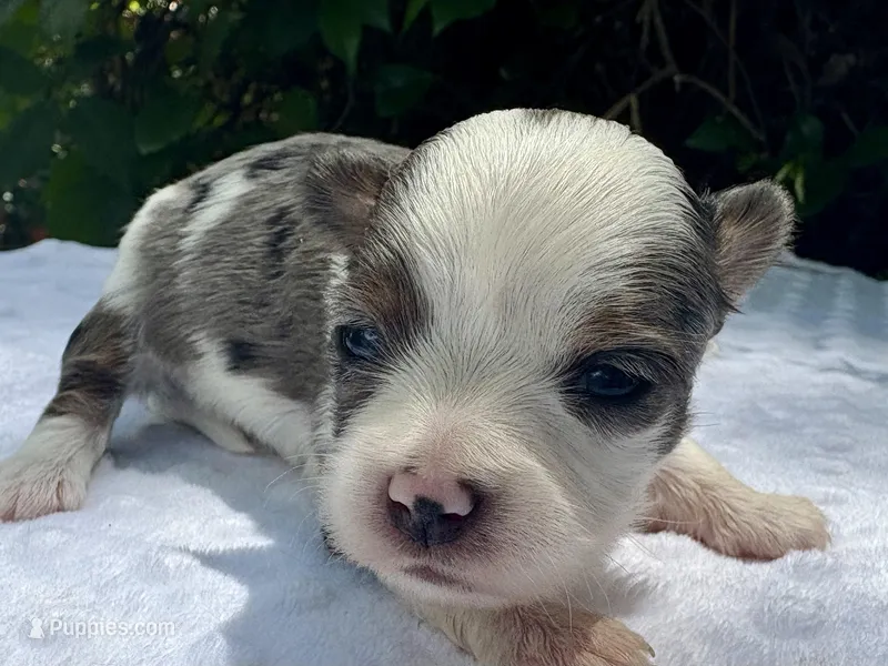Jesse , a female Yorkshire Terrier for sale in Palm Coast, FL – 1 of 10
