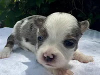 Jesse , a female Yorkshire Terrier for sale in Palm Coast, FL – 1 of 10