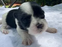 Olive, a female Yorkshire Terrier for sale in Palm Coast, FL – 7 of 10