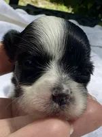 Olive, a female Yorkshire Terrier for sale in Palm Coast, FL – 4 of 10