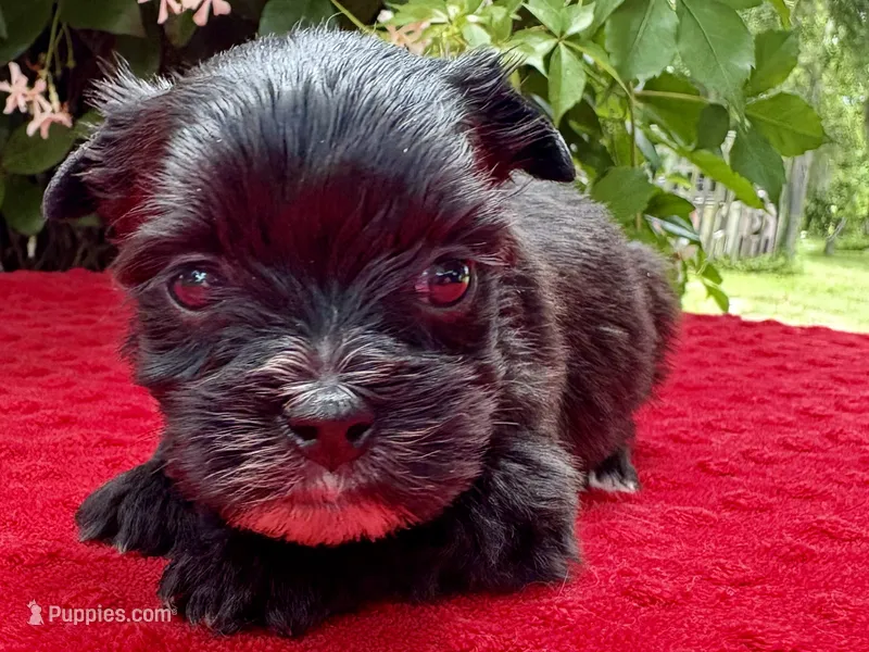Ozzy – Yorkshire Terrier puppy for sale in Palm Coast, FL