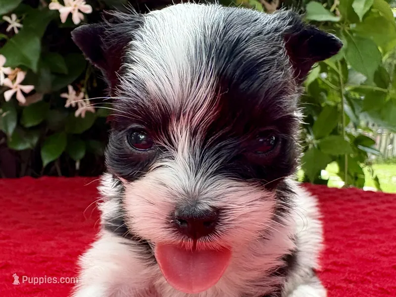 Olive – Yorkshire Terrier puppy for sale in Palm Coast, FL