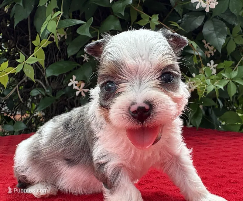 Jesse  – Yorkshire Terrier puppy for sale in Palm Coast, FL