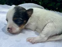 Kelly , a female Yorkshire Terrier for sale in Palm Coast, FL – 4 of 10