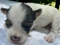 Kelly , a female Yorkshire Terrier for sale in Palm Coast, FL – 8 of 10