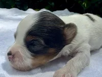 Kelly , a female Yorkshire Terrier for sale in Palm Coast, FL – 2 of 10