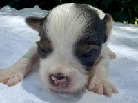 Kelly , a female Yorkshire Terrier for sale in Palm Coast, FL – 5 of 10