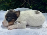 Kelly , a female Yorkshire Terrier for sale in Palm Coast, FL – 10 of 10