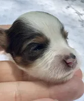 Kelly , a female Yorkshire Terrier for sale in Palm Coast, FL – 7 of 10