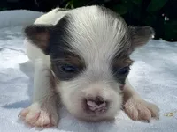 Kelly , a female Yorkshire Terrier for sale in Palm Coast, FL – 3 of 10