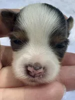 Kelly , a female Yorkshire Terrier for sale in Palm Coast, FL – 6 of 10