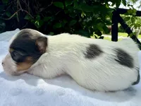 Kelly , a female Yorkshire Terrier for sale in Palm Coast, FL – 9 of 10