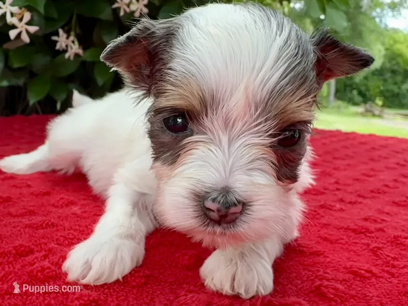 Kelly  – Yorkshire Terrier puppy for sale in Palm Coast, FL