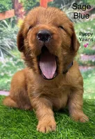 Saga Blue, a male Golden Retriever for sale in Tahlequah, OK – 4 of 9
