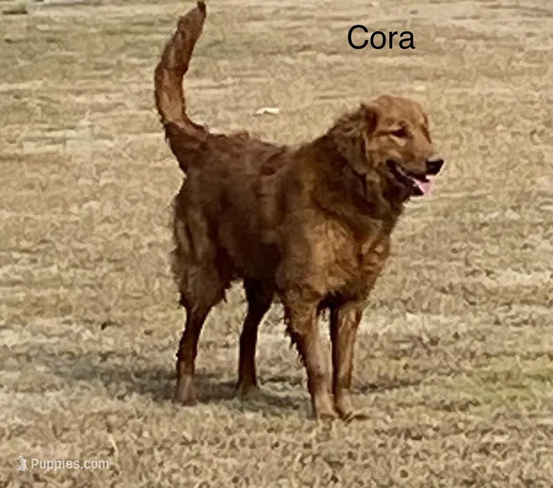 Cora