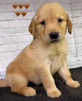 T Tan, a male Golden Retriever for sale in Tahlequah, OK – 6 of 8
