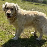 Sam - Genetically Clear, a male Golden Retriever for sale in Tahlequah, OK – Photo 1 of 4