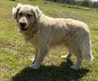 Sam - Genetically Clear, a male Golden Retriever for sale in Tahlequah, OK – Photo 1 of 4