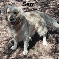 Sam - Genetically Clear, a male Golden Retriever for sale in Tahlequah, OK – Photo 4 of 4