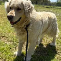 Sam - Genetically Clear, a male Golden Retriever for sale in Tahlequah, OK – Photo 3 of 4