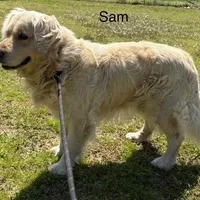 Sam - Genetically Clear, a male Golden Retriever for sale in Tahlequah, OK – Photo 2 of 4
