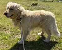 Sam - Genetically Clear, a male Golden Retriever for sale in Tahlequah, OK – Photo 2 of 4