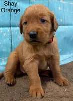 Shay Orange, a female Golden Retriever for sale in Tahlequah, OK – 2 of 8