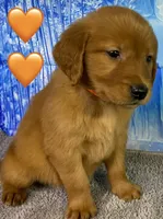 CC Orange, a male Golden Retriever for sale in Tahlequah, OK – Photo 2 of 10