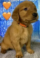 CC Orange, a male Golden Retriever for sale in Tahlequah, OK – Photo 9 of 10