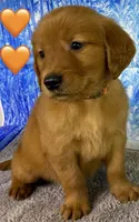 CC Orange, a male Golden Retriever for sale in Tahlequah, OK – Photo 5 of 10