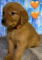 CC Orange, a male Golden Retriever for sale in Tahlequah, OK – Photo 1 of 10