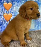 CC Orange, a male Golden Retriever for sale in Tahlequah, OK – Photo 10 of 10