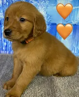 CC Orange, a male Golden Retriever for sale in Tahlequah, OK – Photo 4 of 10