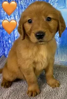CC Orange, a male Golden Retriever for sale in Tahlequah, OK – Photo 3 of 10