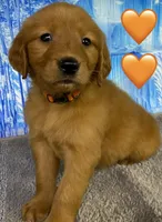 CC Orange, a male Golden Retriever for sale in Tahlequah, OK – Photo 7 of 10