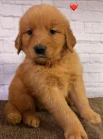 P Red, a male Golden Retriever for sale in Tahlequah, OK – 8 of 10