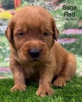 Saga Red, a male Golden Retriever for sale in Tahlequah, OK – 5 of 9