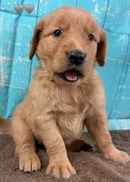 Gray Male Genetically Clear, a male Golden Retriever for sale in Tahlequah, OK – 2 of 9