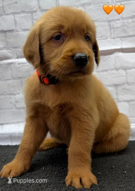 Shay Orange – Golden Retriever puppy for sale in Tahlequah, OK