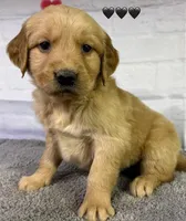 Gentry Black, a male Golden Retriever for sale in Tahlequah, OK – Photo 3 of 10