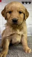 Gentry Black, a male Golden Retriever for sale in Tahlequah, OK – Photo 7 of 10