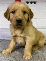 Gentry Black, a male Golden Retriever for sale in Tahlequah, OK – Photo 9 of 10