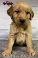 Gentry Black, a male Golden Retriever for sale in Tahlequah, OK – Photo 5 of 10